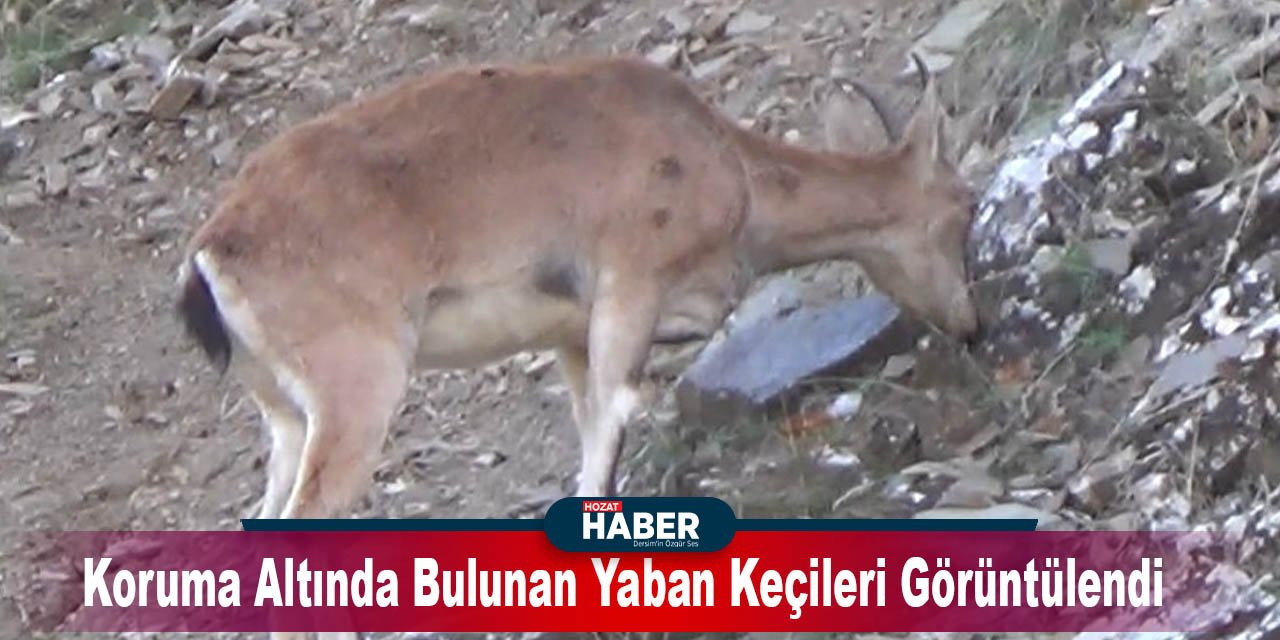 Tunceli’de, Koruma Altında Bulunan Yaban Keçileri Görüntülendi