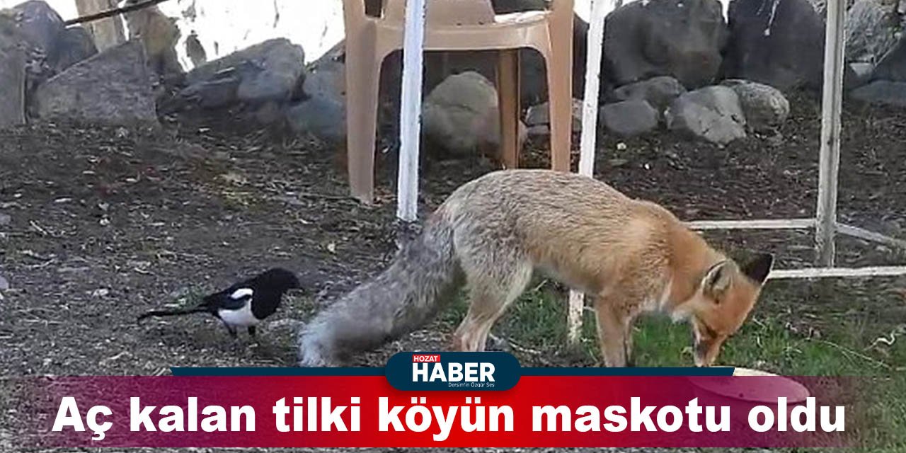 Erzurum'da Bir Tilki, Köyün Yeni Maskotu Oldu: Peki Neden?