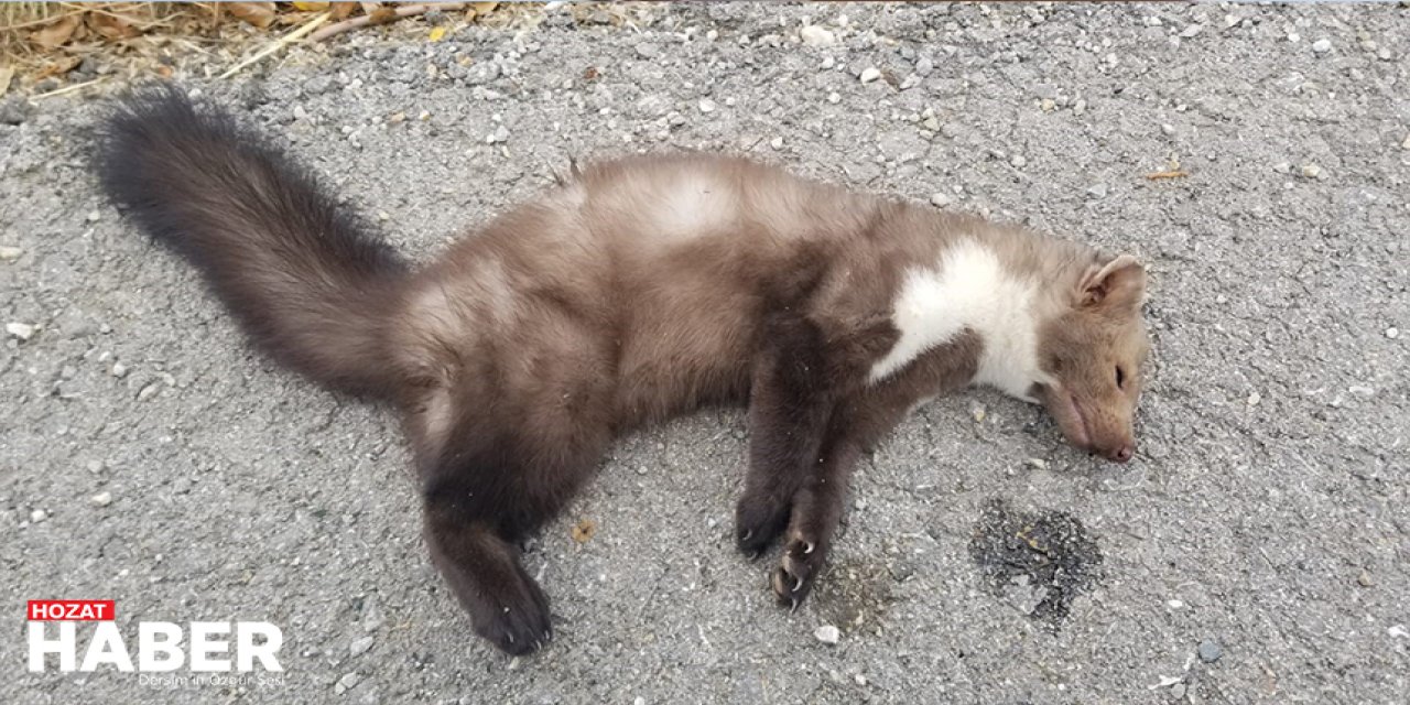 Nesli Tükenmekte Olan Alaca Sansar Erzincan'da Ölü Bulundu