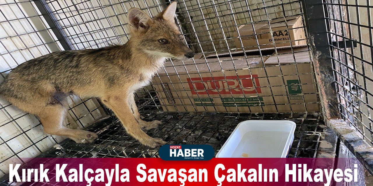 Kırık Kalçayla Savaşan Çakalın Hikayesi