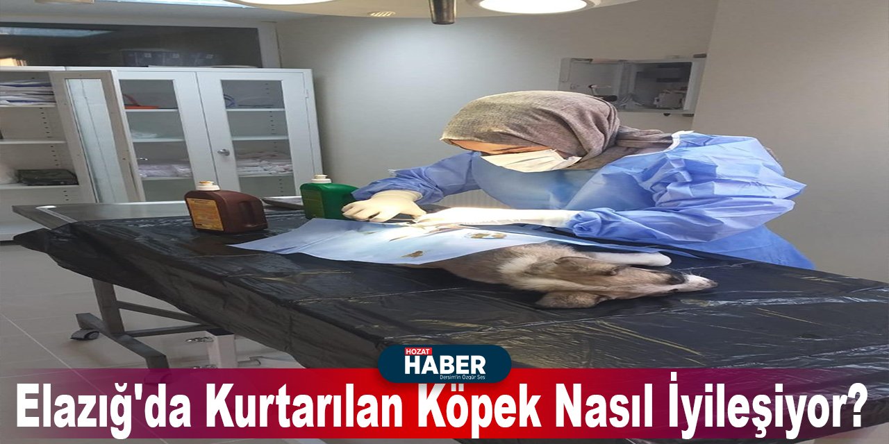 Elazığ'da Kurtarılan Köpek Nasıl İyileşiyor?