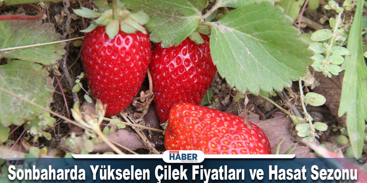 Sonbaharda Yükselen Çilek Fiyatları ve Hasat Sezonu