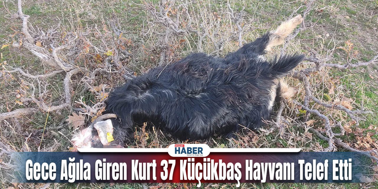 Gece Ağıla Giren Kurt,  Küçükbaş Hayvanları Telef Etti!