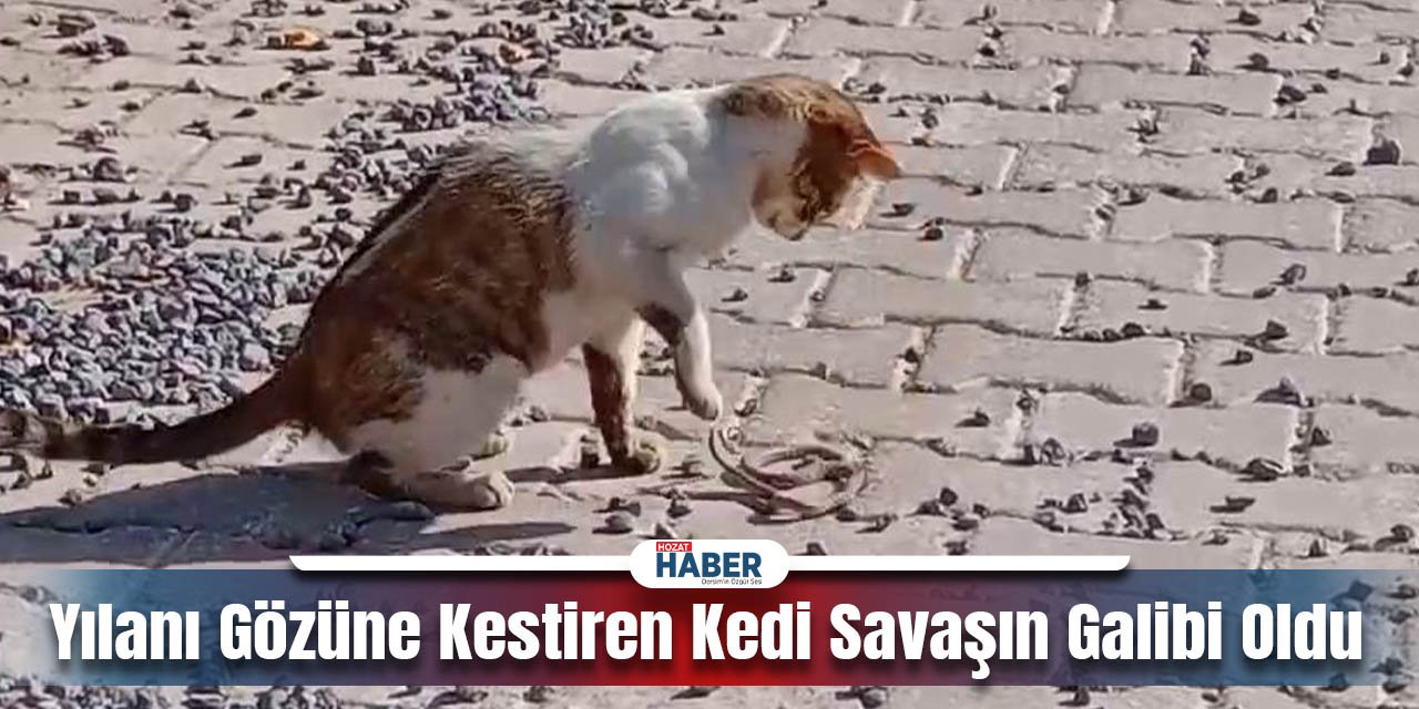 Yılanla Dans Eden Kedinin Şaşırtıcı Zaferi