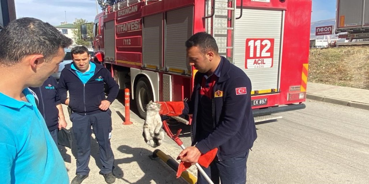 Erzincan'da Hızlı Çözüm:Mahsur Kediyi Kurtarma Operasyonu!