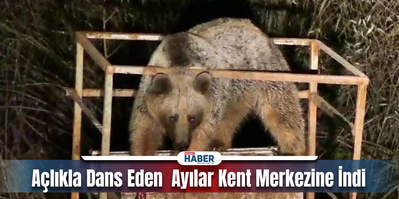 Açlıkla Dans Eden Ayılar Kent Merkezine İndi