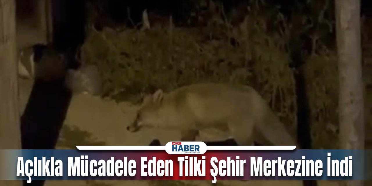 Açlıkla Mücadele Eden Tilki Şehir Merkezine İndi