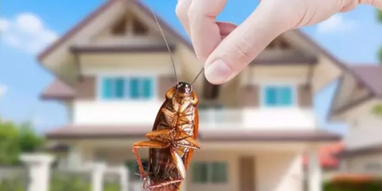 Hamamböcekleri ve karıncalar artık evinize adım atamayacak! Evinizi, doğal yöntemlerle koruyun