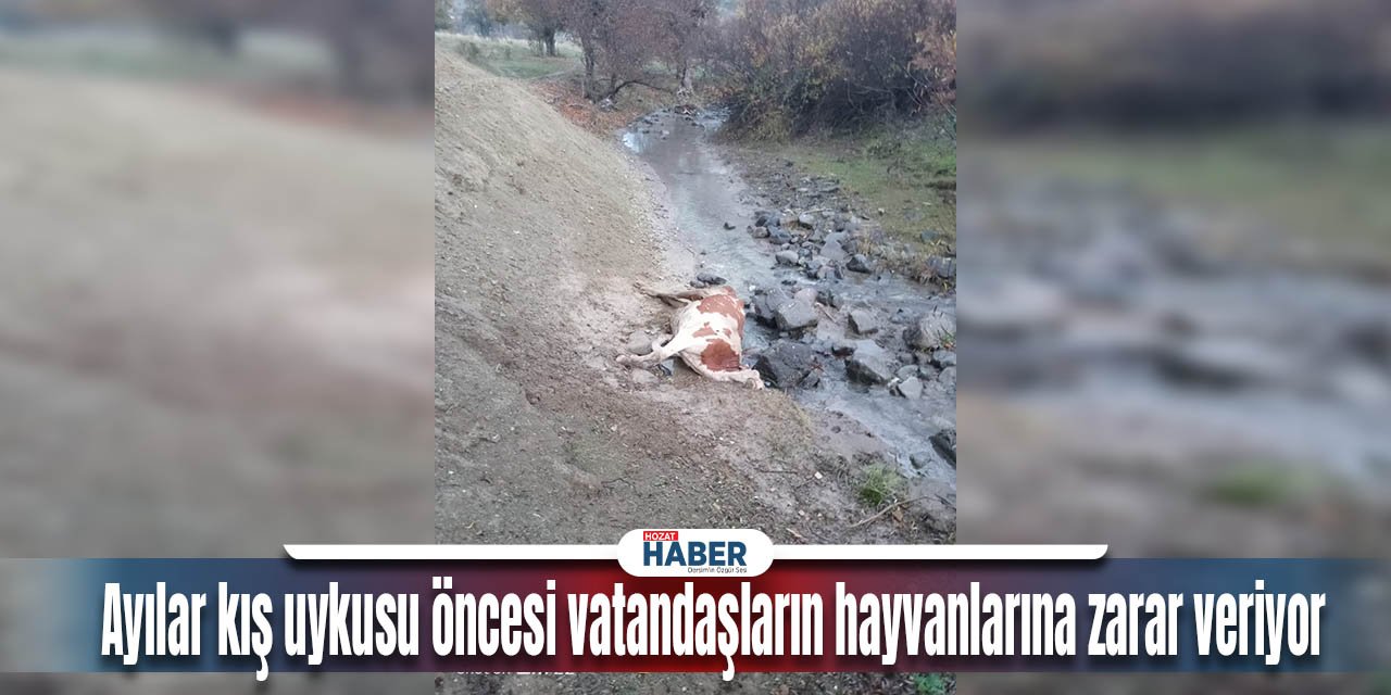 Dersim'de Ayılar Kış Uykusu Öncesi Vatandaşların Hayvanlarına Zarar Veriyor