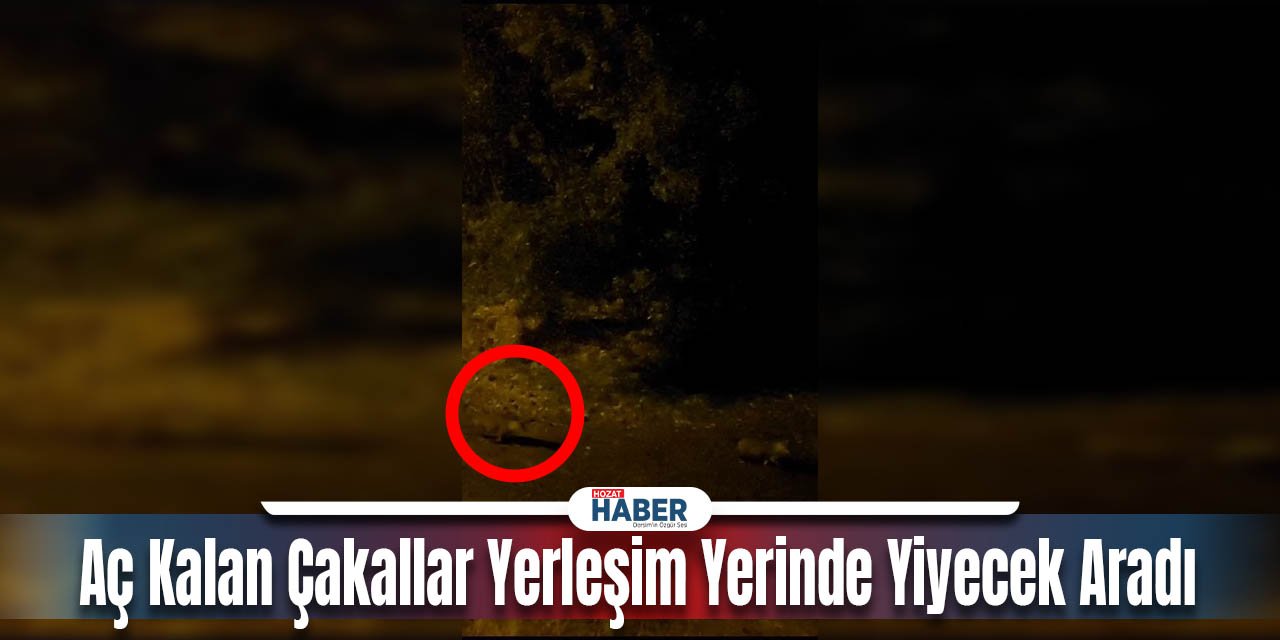 Aç Kalan Çakallar Yerleşim Yerinde Yiyecek Aradı