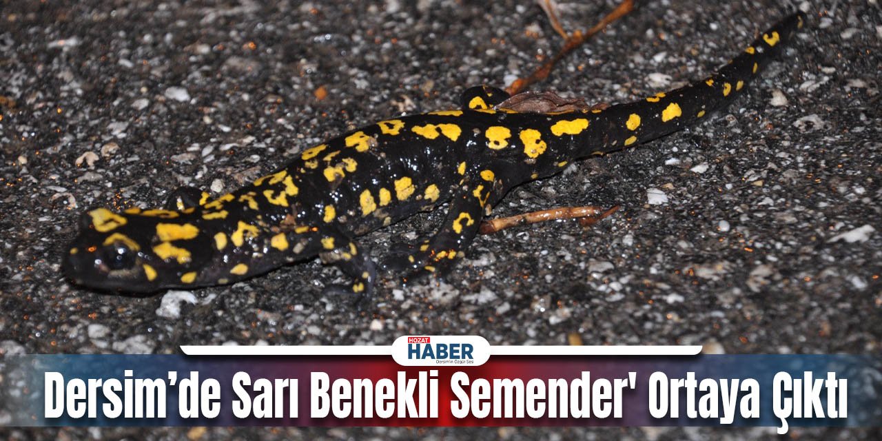 Dersim'de Sarı Benekli Semender Yağış Sonrası Göz Alıcı Görüntüler Sunuyor