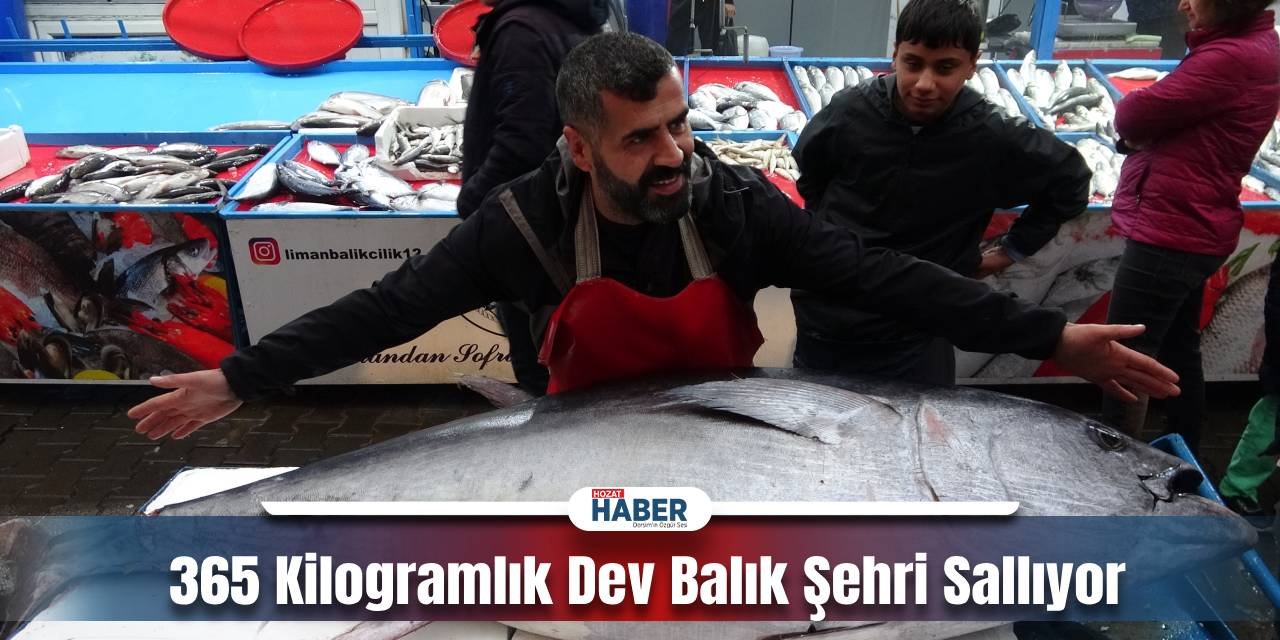 365 Kilogramlık Dev Orkinos Göz Kamaştırıyor