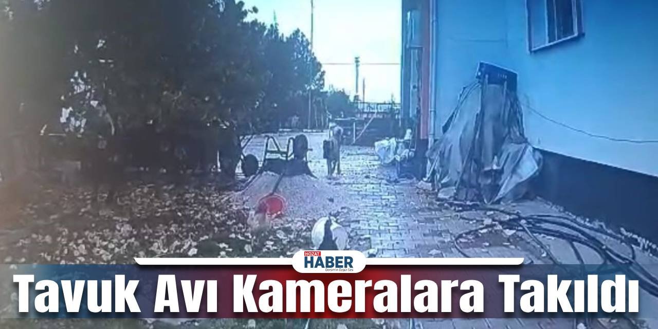 Aç Kalan Sokak Köpeğinin Tavuk Avı Güvenlik Kamerasına Yansıdı