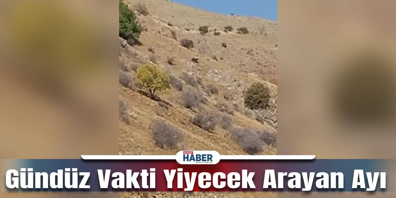 Kış Uykusuna Yatması Gereken Ayı, Gündüz Vakti Yiyecek Arayışında