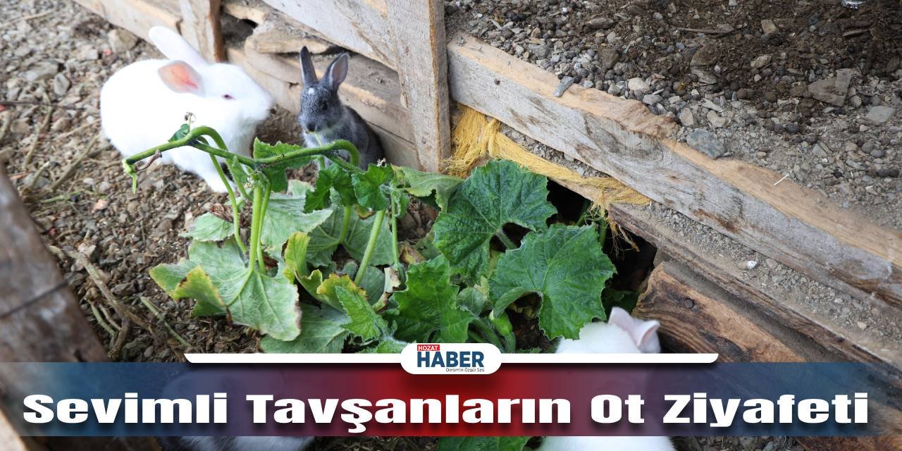 Tavşanlar Neşeli Anlarıyla Güzellik Katıyor