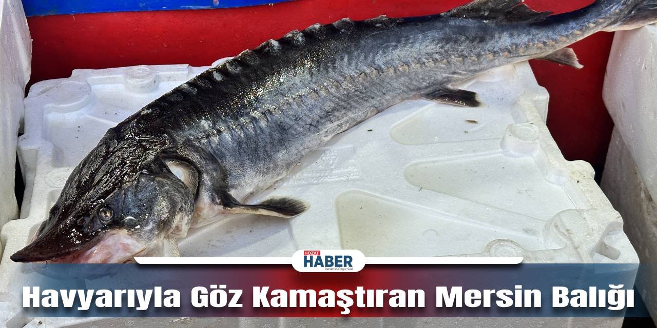 Balık Pazarlarını Sallayan Sibirya Mersin Balığı