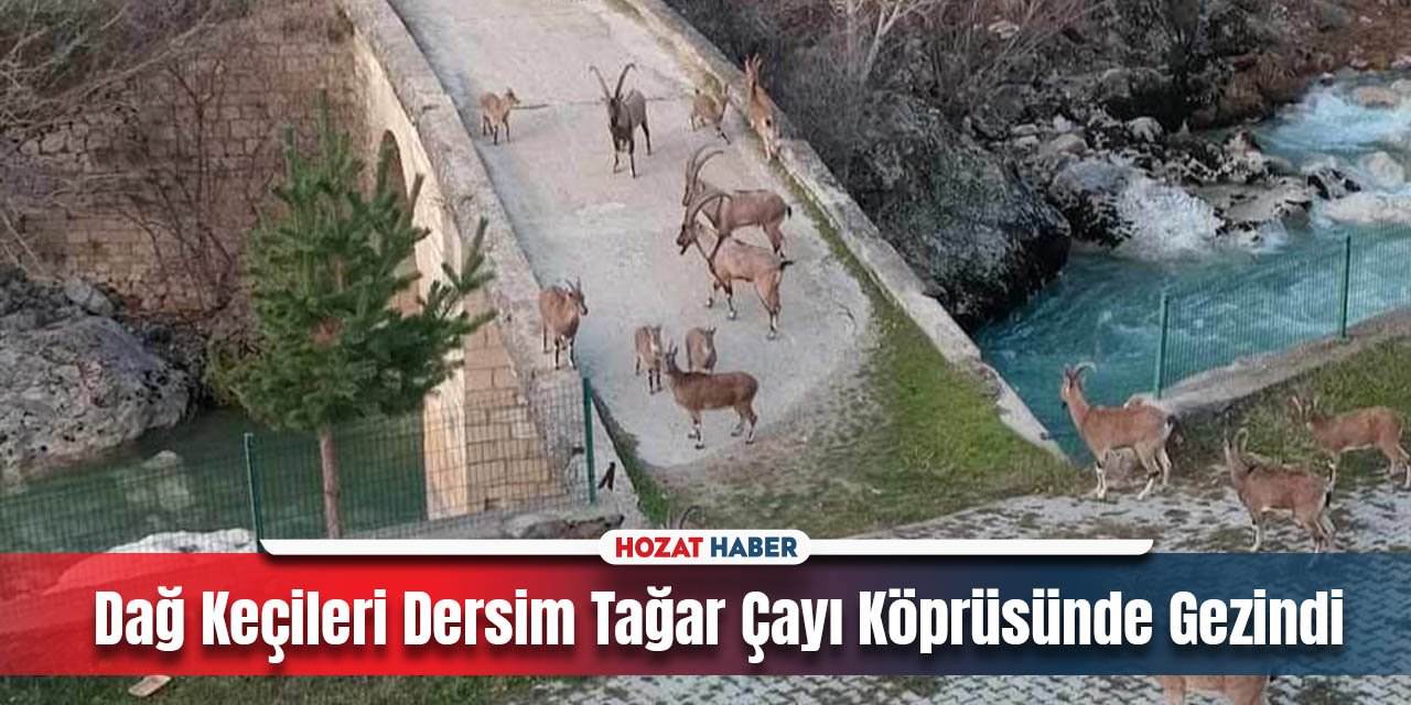 Dağ Keçileri Dersim Tağar Çayı Köprüsünde Gezindi