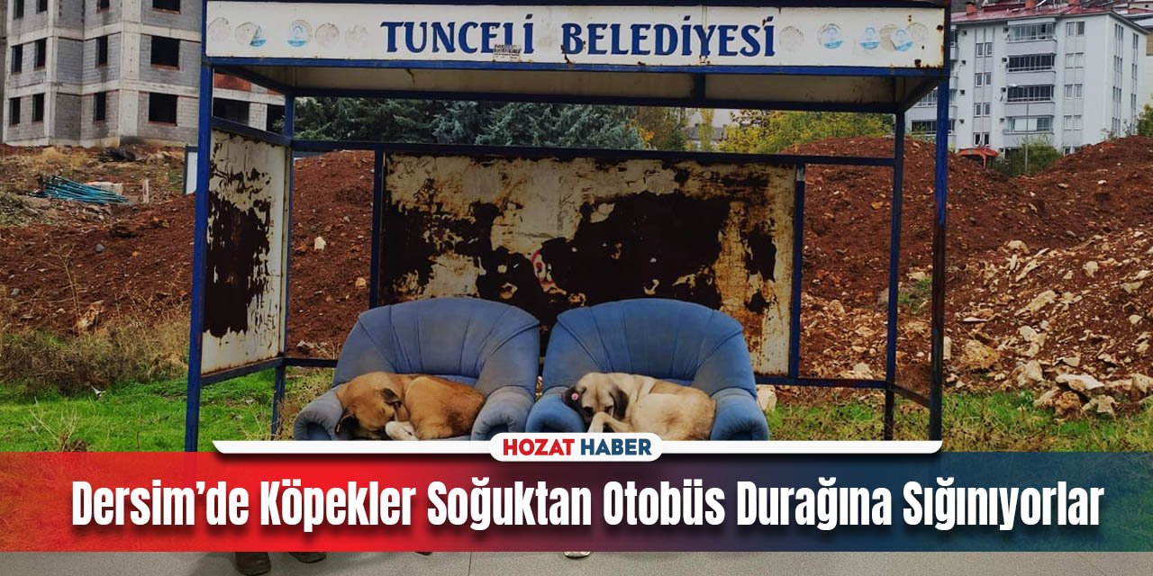 Dersim'deki Sokak Köpekleri Otobüs Durağında Sığınarak Isınıyor