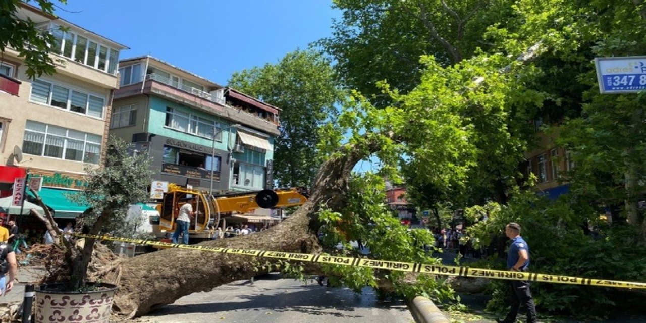 20 metrelik çınar ağacı yola devrildi