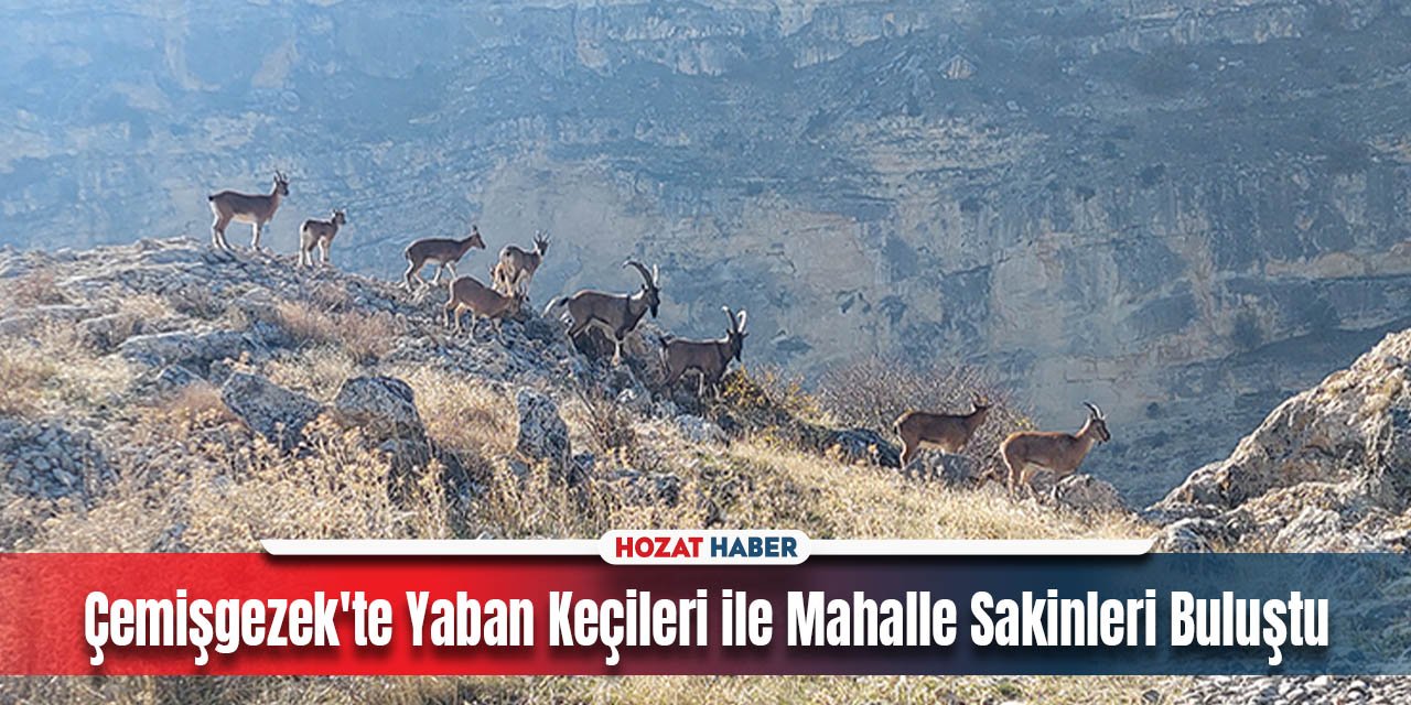 Tunceli'de Koruma Altındaki Yaban Keçileri Sürü Halinde İlçeye İndi