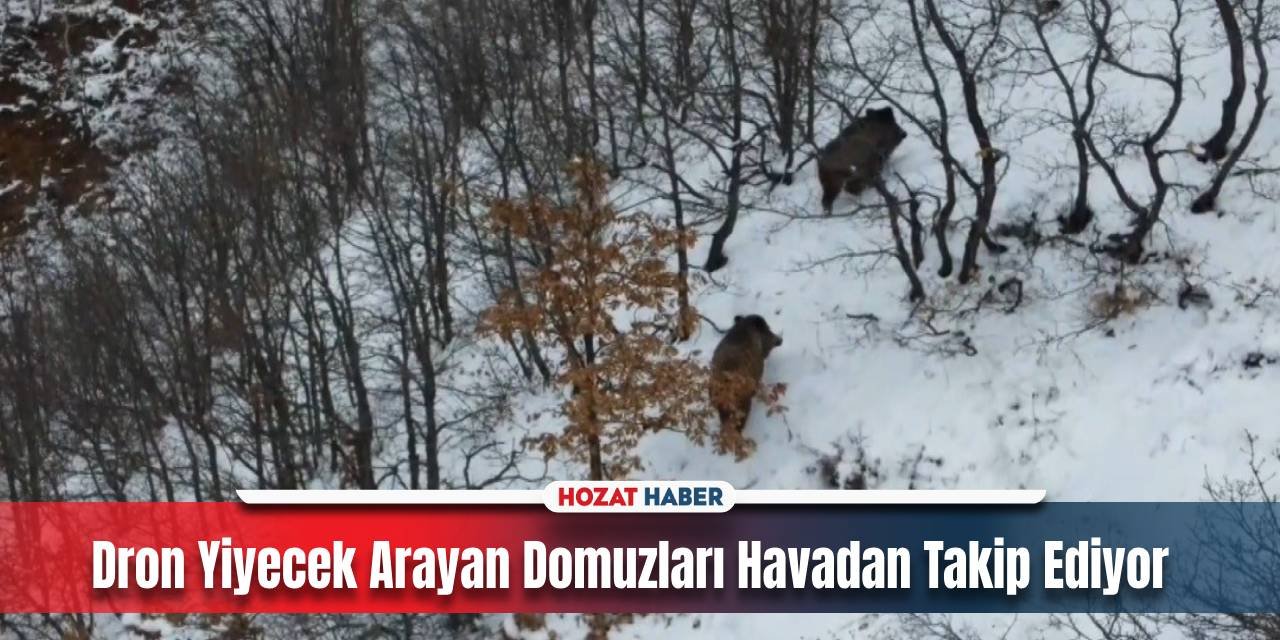 Ormanda Karlı Arazide Dolaşan Domuzlerın Keyfi Yerinde