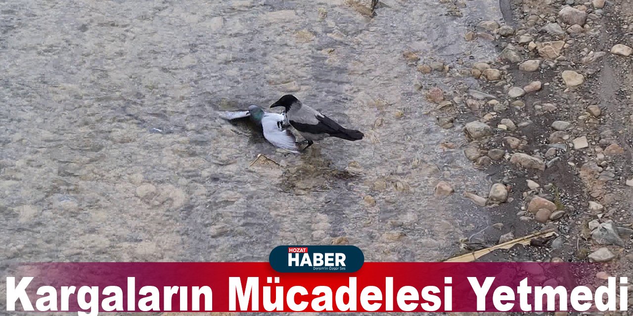 Kargaların Mücadelesi Yetmedi