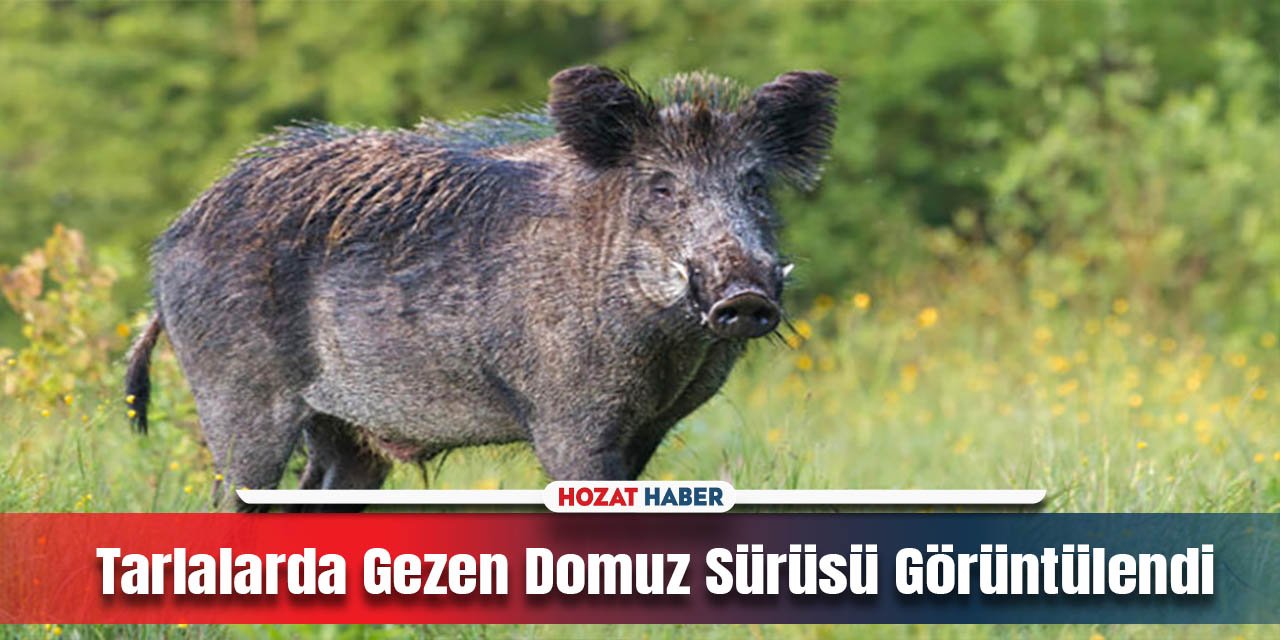 Sabahın Erken Saatlerinde Tarlalarda Gezen Domuz Sürüsü Görüntülendi