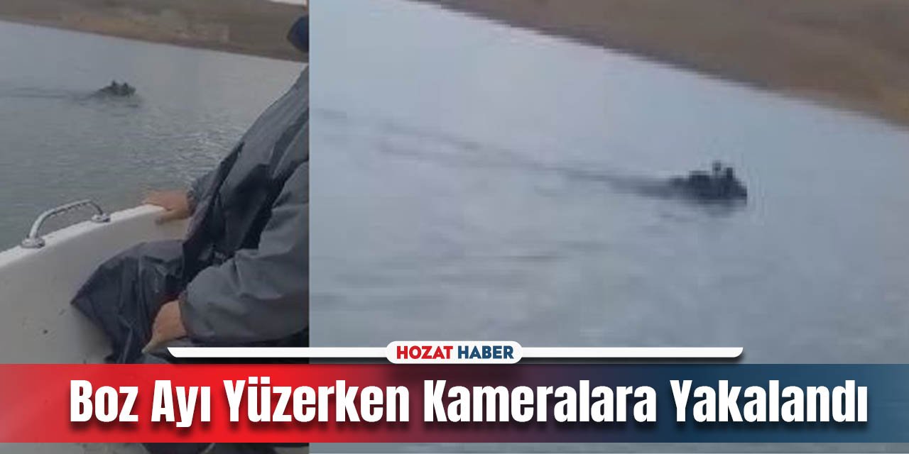 Barajda Yüzen Boz Ayı Görenleri Hayrete Düşürdü