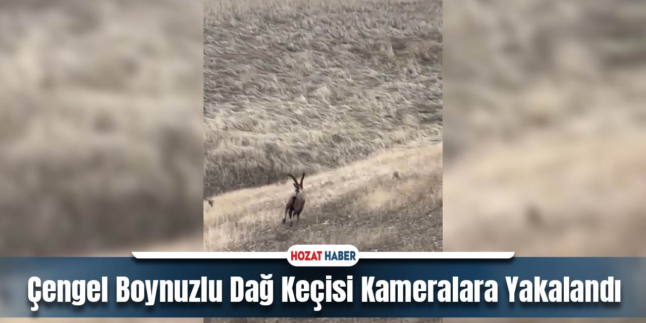 Çengel Boynuzlu Dağ Keçisi Kameralara Yakalandı