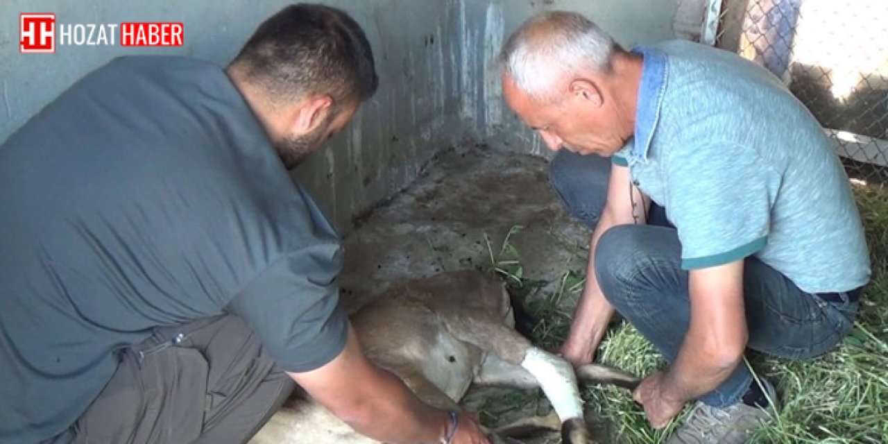 Köpeklerin saldırısından baraja atlayarak kurtuldu