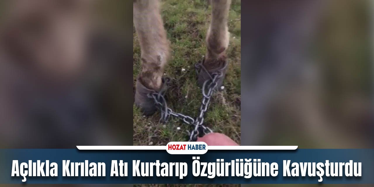 Açlıkla Kırılan Atı Kurtarıp Özgürlüğüne Kavuşturdu