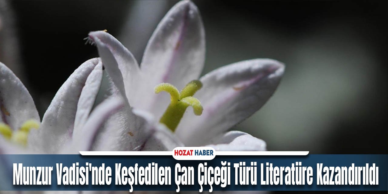 Munzur Vadisi'nde Keşfedilen Çan Çiçeği Türü Literatüre Kazandırıldı