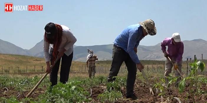 Terör yüzünden terk edilen bölgede 30 yıl sonra bir ilk: Köylerine dönüp tarım yaptılar