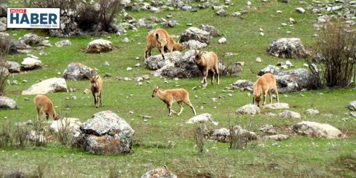 Munzur Dağları'nda dağ keçileri böyle görüntülendi