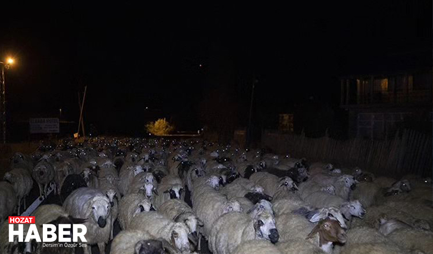 tunceli-gocerleri-geceleri-evlerine-donuyor.jpg